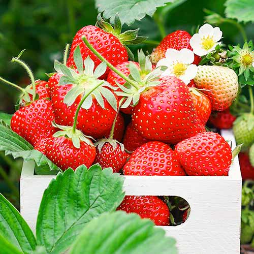 Eper Romina termék fotó 1 Eper Romina kép 1 termék 1585_1