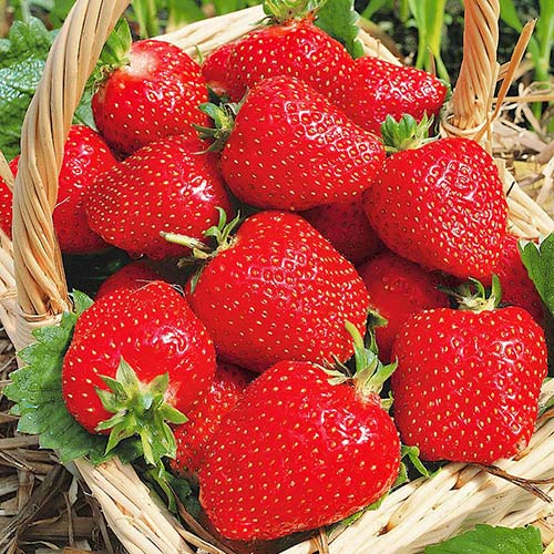 Eper Roxana kép 1 termék 1586_1