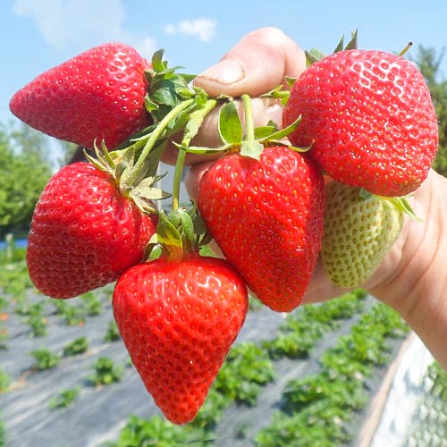 Eper San Andreas termék fotó 1 Eper San Andreas kép 1 termék 5411