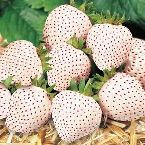 Eper Snow White kép 1 termék 5203