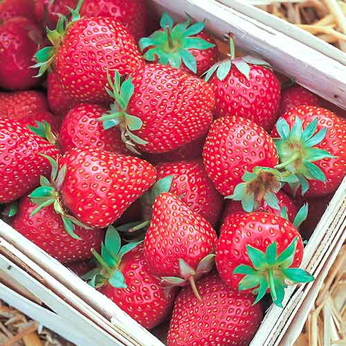 Eper Symphony kép 1 termék 5204