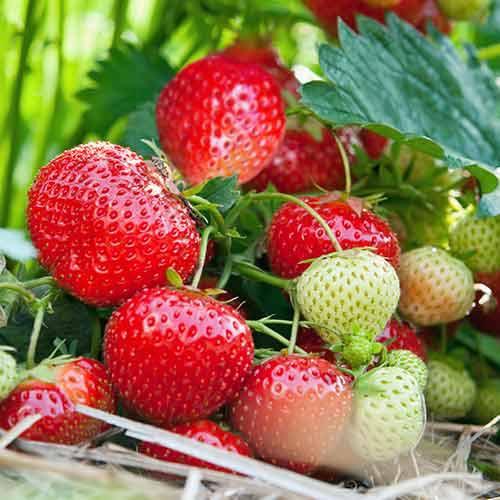 Eper Vima Tarda kép 1 termék 5414