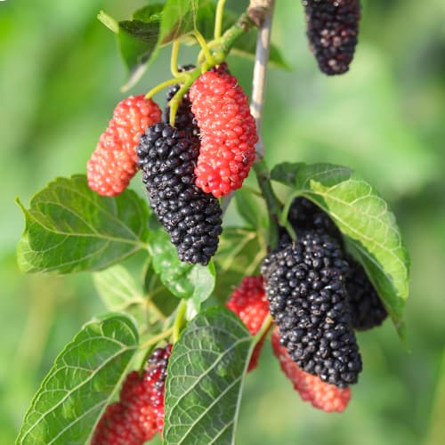 Eperfa Full Seasons, С2 termék fotó 1 Eperfa Full Seasons, С2 kép 1 termék 5452