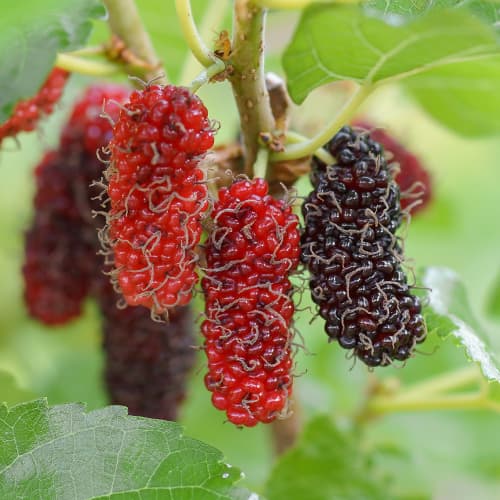 Eperfa Red No.2, С2 kép 1 termék 5453