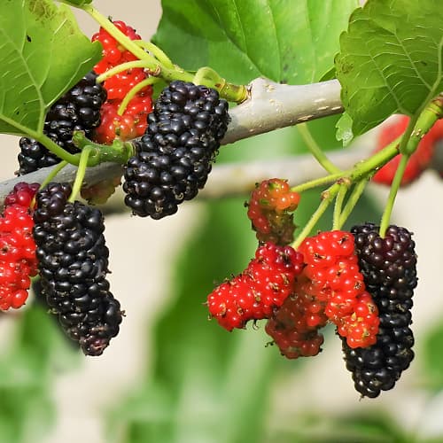 Eperfa Sweet Dream, P9 kép 1 termék 1587