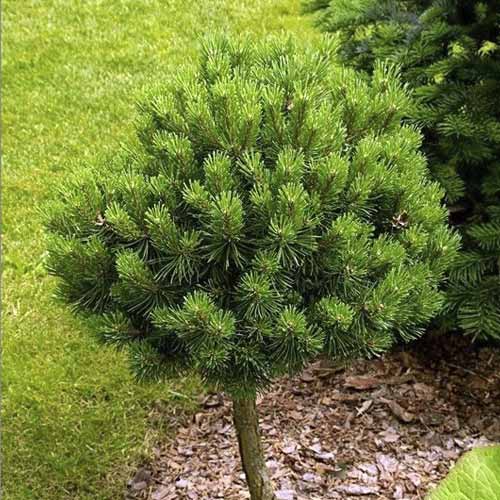 Erdei fenyő Treasure, C5 kép 1 termék 8260