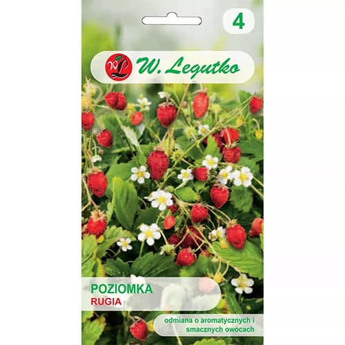 Erdei szamóca Rugia kép 1 termék 69530