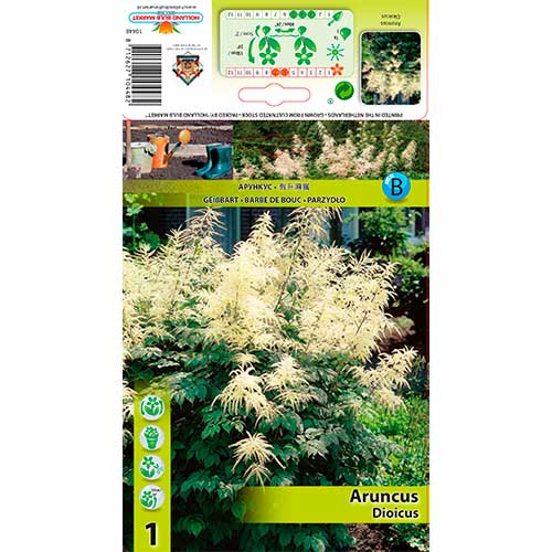Erdei tündérfűrt (Aruncus Dioicus) termék fotó 1 Erdei tündérfűrt (Aruncus Dioicus) kép 1 termék 76173