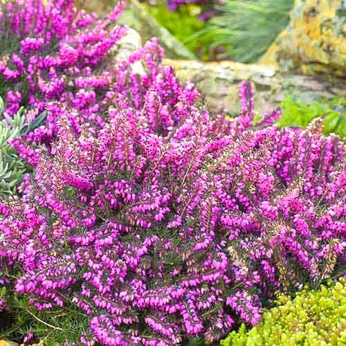 Erika Kramer's Rote kép 1 termék 76690