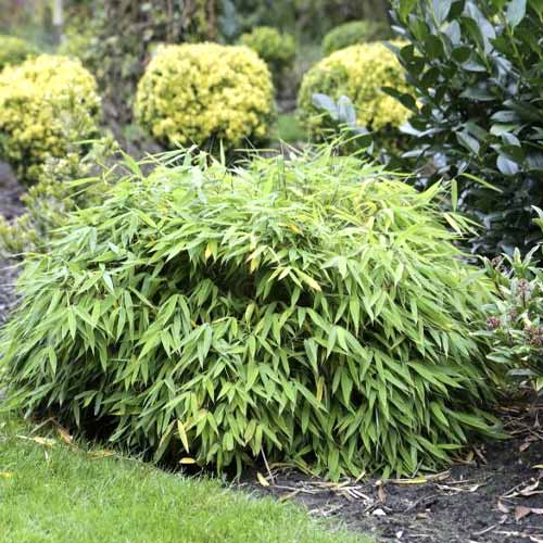 Ernyőbambusz Elias PBR, C5 kép 1 termék 8533