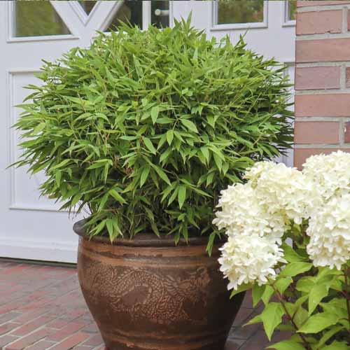 Ernyőbambusz Moontears PBR, C5 kép 1 termék 8535