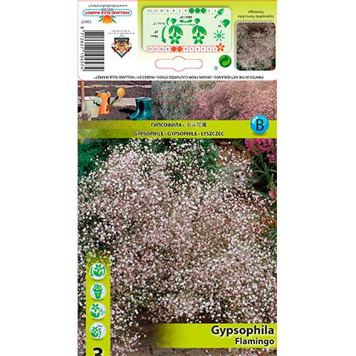 Fátyolvirág (Gypsophila) Flamingo termék fotó 1 Fátyolvirág (Gypsophila) Flamingo kép 1 termék 76587