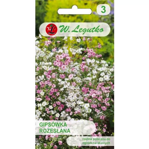 Fátyolvirág (Gypsophila), színkeverék Legutko kép 1 termék 78601