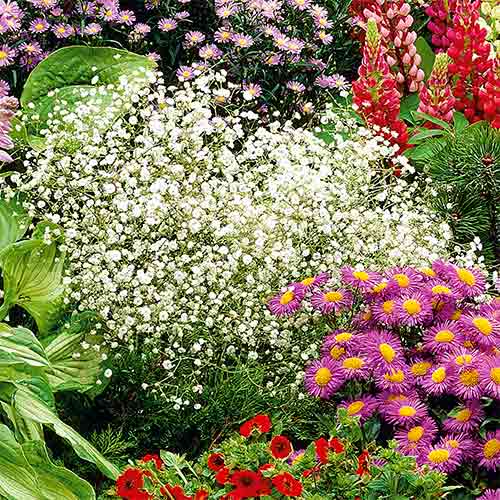 Fátyolvirág (Gypsophila) White Kiepenkerl kép 1 termék 96538