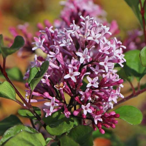 Orgona Red Pixie, C2 kép 1 termék 4803