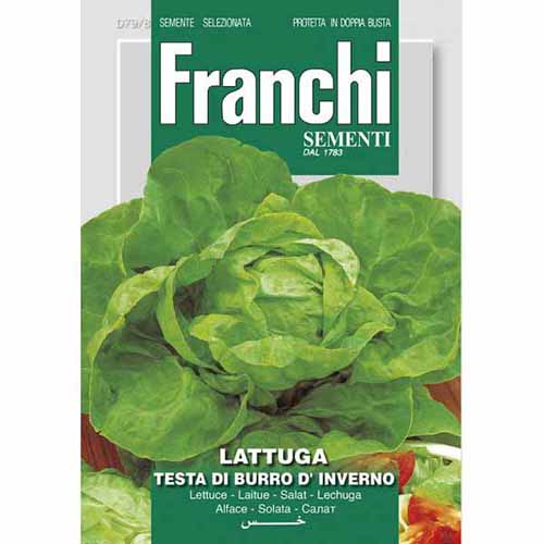 Fejessaláta Testa di Burro d'Inverno kép 1 termék 87174