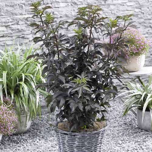 Fekete bodza Black Tower PBR, C5 termék fotó 1 Fekete bodza Black Tower PBR, C5 kép 1 termék 8577