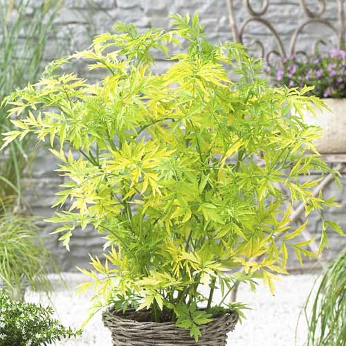 Fekete bodza Golden Tower PBR, C3 kép 1 termék 8578