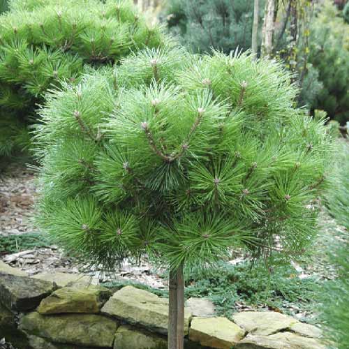 Feketefenyő Brepo, C5 kép 1 termék 8255