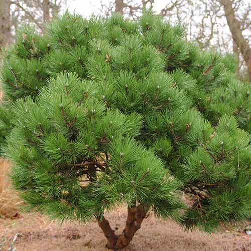 Feketefenyő, C2 kép 1 termék 9689