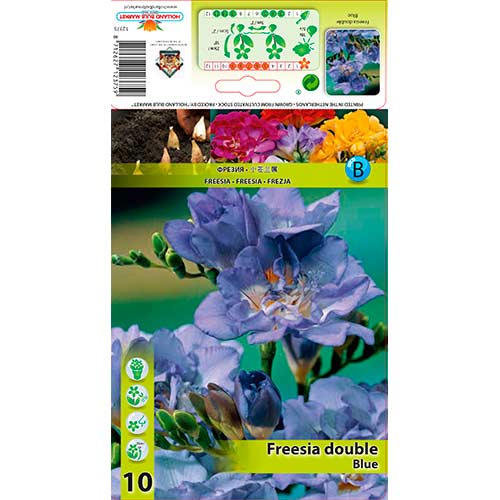 Frézia Double Blue kép 1 termék 76234