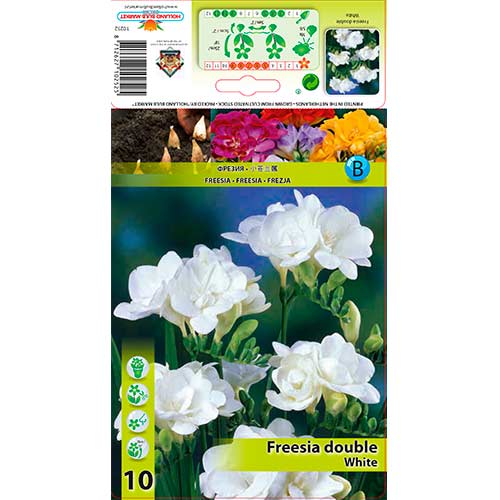 Frézia Double White kép 1 termék 76239