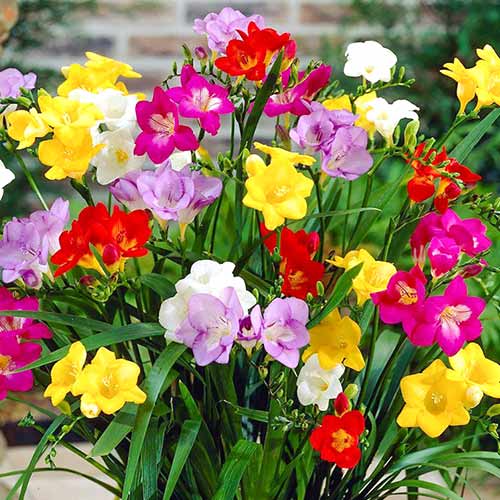 Frézia, mix kép 1 termék 67886