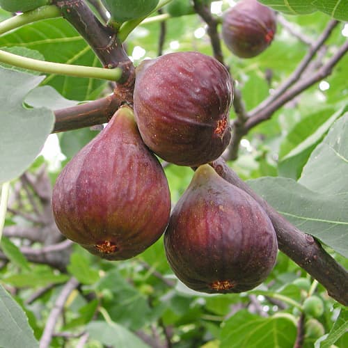 Füge Morena, С2 kép 1 termék 5455