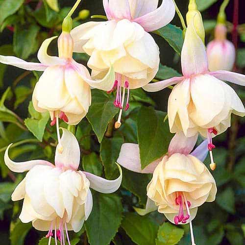 Fukszia (Fuchsia) Annabel kép 1 termék 76692