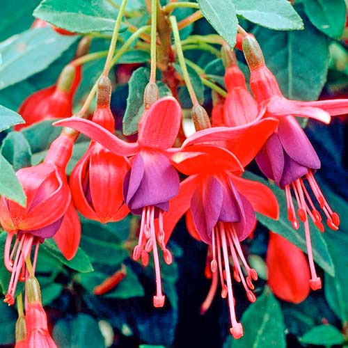 Fukszia Tom Pouce kép 1 termék 5600