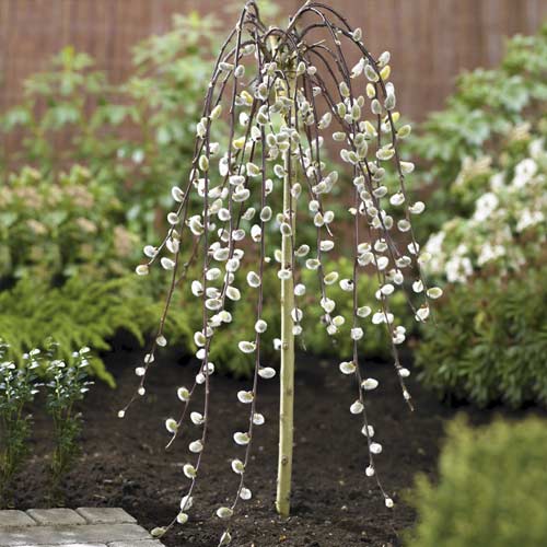 Fűz Kilmarnock, C5 kép 1 termék 7712