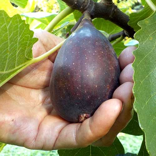 Fügefa Black Mission, С2 termék fotó 1 Fügefa Black Mission, С2 kép 1 termék 6928