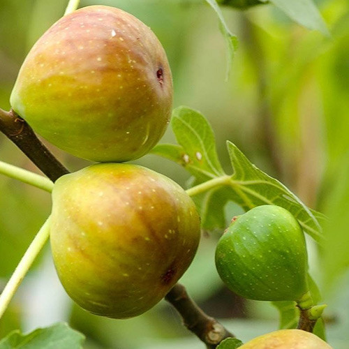 Fügefa Gentile Bianco, С2 kép 1 termék 5184