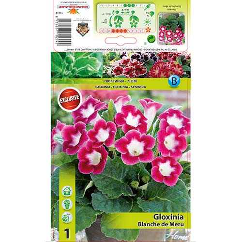 Gloxínia Blanche de Meru termék fotó 1 Gloxínia Blanche de Meru kép 1 termék 76259