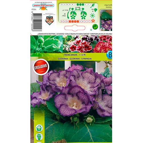 Gloxínia Tigrina Blue termék fotó 1 Gloxínia Tigrina Blue kép 1 termék 76261