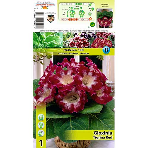 Gloxínia Tigrina Red termék fotó 1 Gloxínia Tigrina Red kép 1 termék 70407