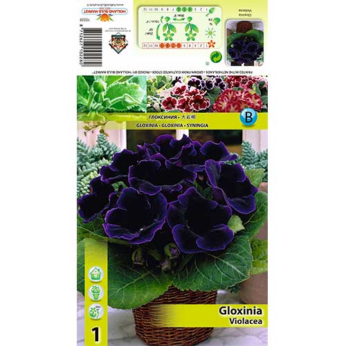 Gloxínia Violacea termék fotó 1 Gloxínia Violacea kép 1 termék 70408