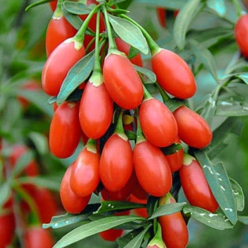 Goji Big Berry, P9 termék fotó 1 Goji Big Berry, P9 kép 1 termék 1582