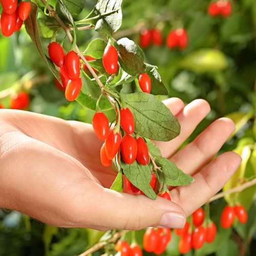 Goji Korean Big, P9 kép 1 termék 9321