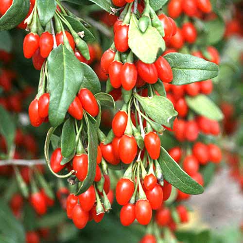 Goji (Lycium) termék fotó 1 Goji (Lycium) kép 1 termék 77817