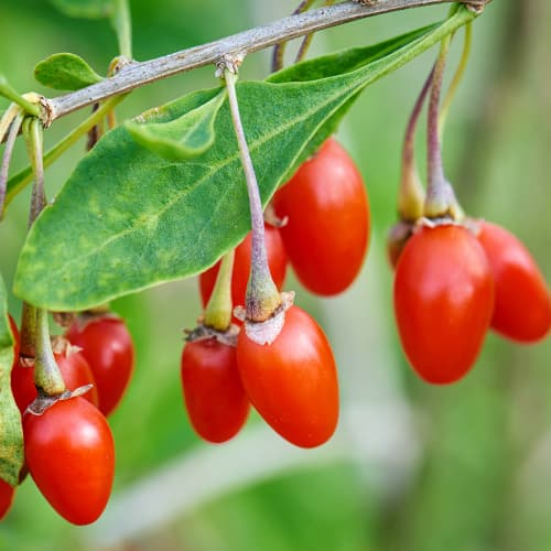 Goji New Big, P9 kép 1 termék 9322