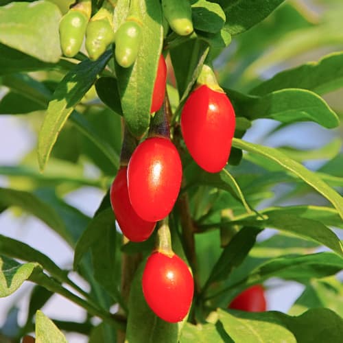 Goji Sweet Berry, P9 kép 1 termék 1583