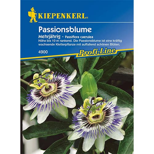 Golgotavirág (Passiflora) termék fotó 1 Golgotavirág (Passiflora) kép 1 termék 77452