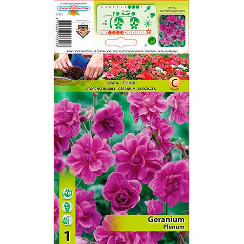 Gólyaorr (Geranium) Plenum kép 1 termék 76241