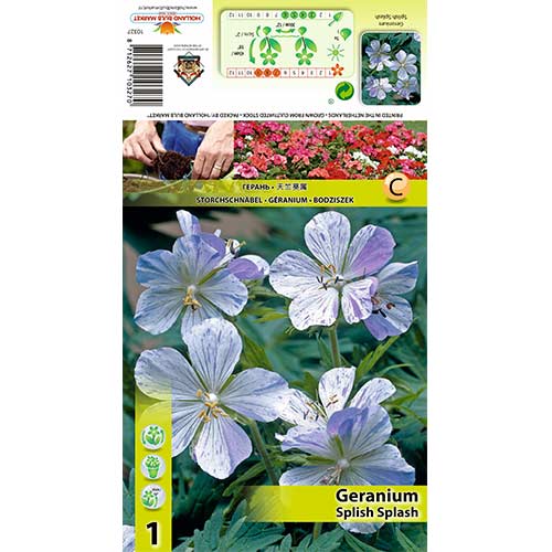 Gólyaorr (Geranium) Splish Splash kép 1 termék 70392