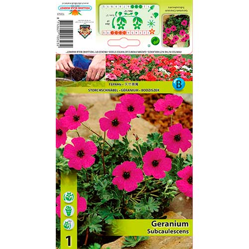 Gólyaorr (Geranium) Subcaulescens termék fotó 1 Gólyaorr (Geranium) Subcaulescens kép 1 termék 70393