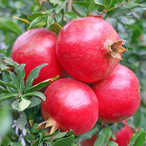 Gránátalma Aссo, С2 kép 2 termék 7994