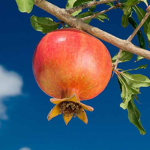 Gránátalma Wonderful, С2 kép 1 termék 4868