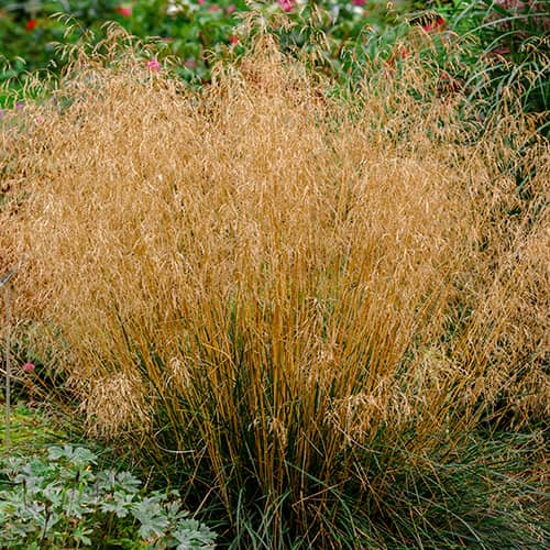 Gyepes sédbúza (Deschampsia) Northern Lights kép 1 termék 5655