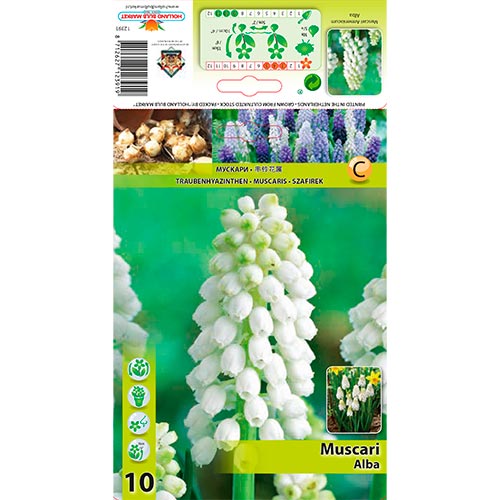 Gyöngyike Alba kép 1 termék 70277